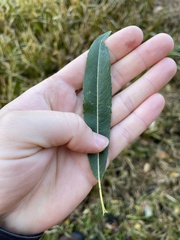 Salix petiolaris