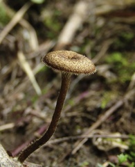 Lentinus arcularius