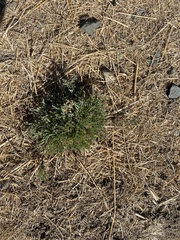Eschscholzia californica