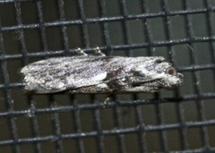 Sciota melanostyla