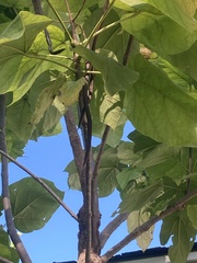 Catalpa bignonioides