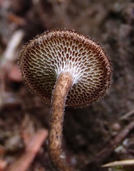 Lentinus arcularius