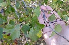 Crataegus viridis glabriuscula