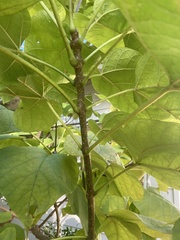Catalpa bignonioides