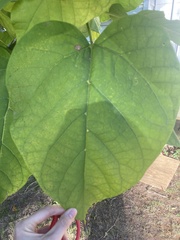 Catalpa bignonioides