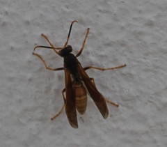 Polistes comanchus