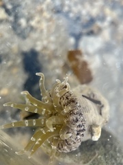 Actinostella flosculifera