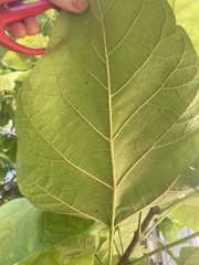 Catalpa bignonioides