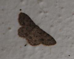 Scopula plantagenaria