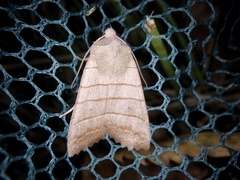 Eupsilia quadrilinea