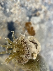 Actinostella flosculifera