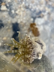 Actinostella flosculifera