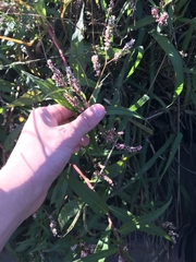 Persicaria decipiens