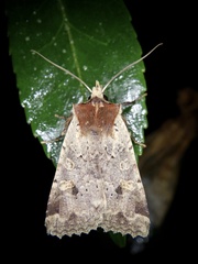 Rhynchaglaea scitula