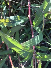 Persicaria decipiens
