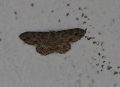 Scopula plantagenaria