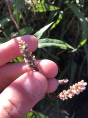 Persicaria decipiens