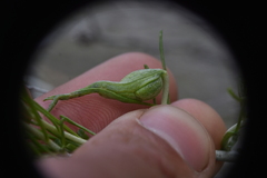 Gnorimoschema octomaculella