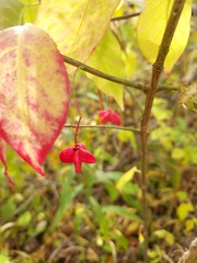 Euonymus atropurpureus