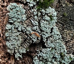 Cladonia caespiticia