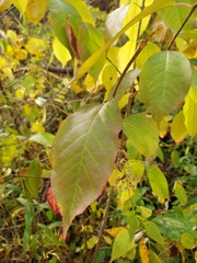 Euonymus atropurpureus