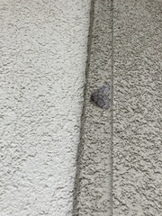 Nepytia pellucidaria