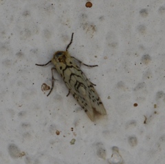 Chrysoecia atrolinea
