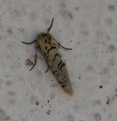 Chrysoecia atrolinea