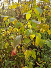 Euonymus atropurpureus