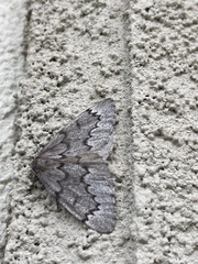 Nepytia pellucidaria