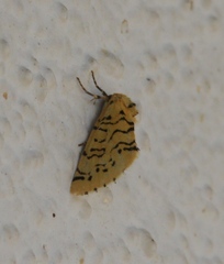Chrysoecia atrolinea