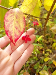 Euonymus atropurpureus