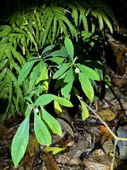 Edgeworthia chrysantha