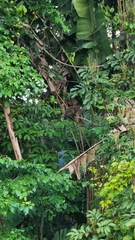 Plecturocebus ornatus