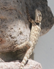 Sceloporus poinsettii