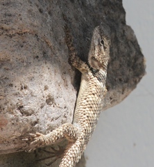 Sceloporus poinsettii