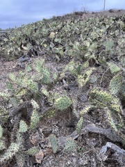 Opuntia littoralis