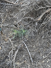 Asclepias fascicularis