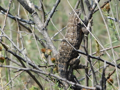 Sceloporus spinosus