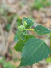Ageratina jucunda