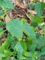 Ageratina jucunda