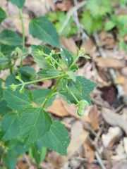 Ageratina jucunda