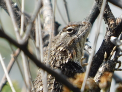 Sceloporus spinosus