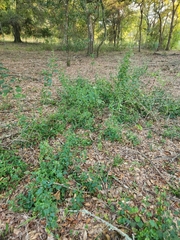 Ageratina jucunda