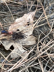 Tachypompilus ferrugineus