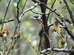 Sceloporus spinosus