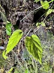 Hosiea japonica