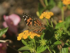 Vanessa cardui