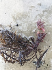 Rhodophyllis membranacea