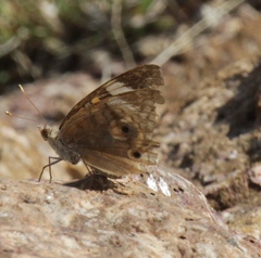 Junonia coenia